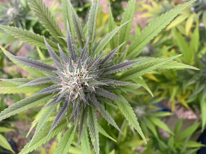 Evolutions législatives sur le THC en France (1970-2025)